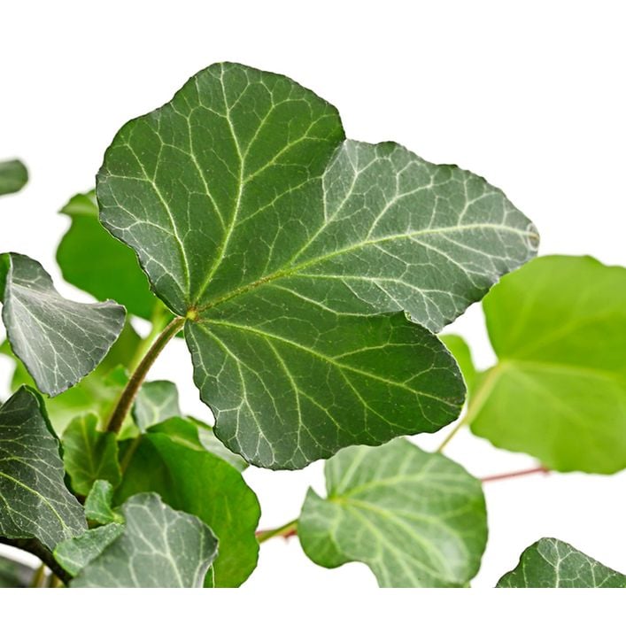 Efeu - Hedera helix, Ampel | Dehner