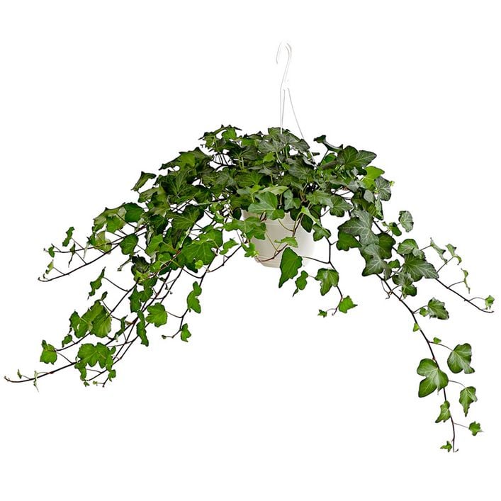 Efeu - Hedera helix, Ampel | Dehner