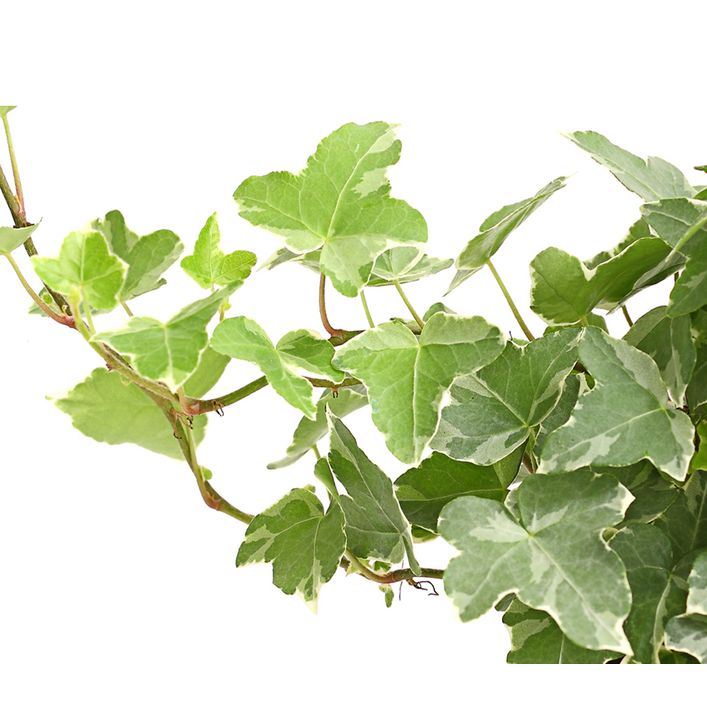 Efeu - Hedera helix, verschiedene Sorten | Dehner