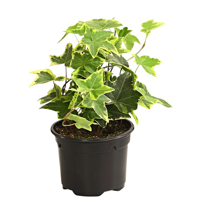 Efeu - Hedera helix, verschiedene Sorten | Dehner