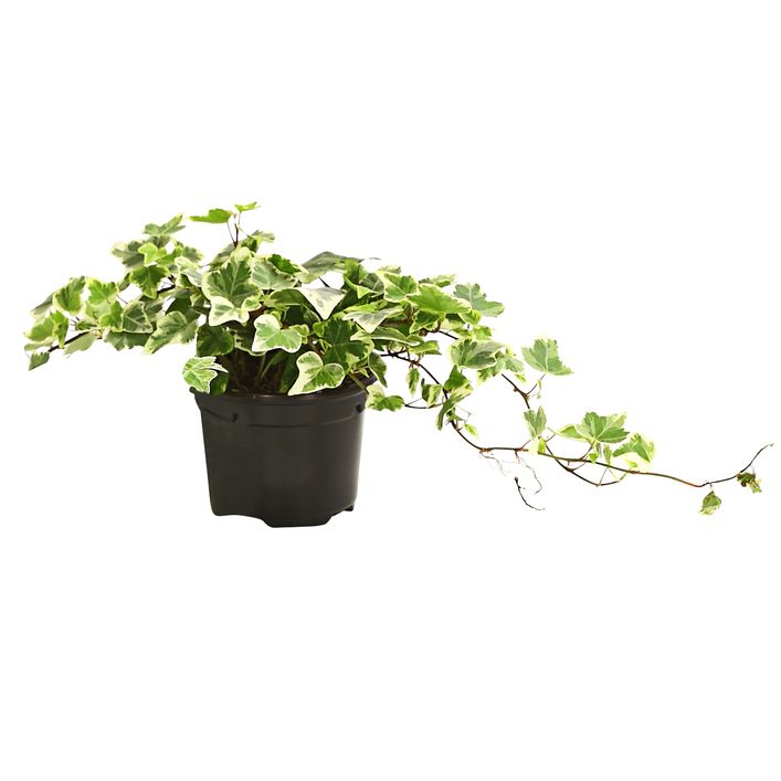 Efeu - Hedera helix, verschiedene Sorten | Dehner