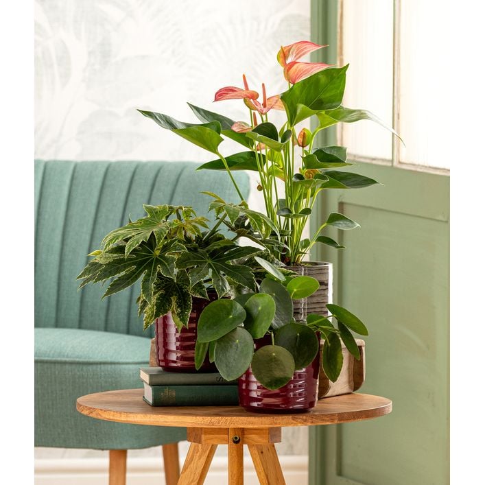 Glckstaler - Pilea peperomioides | Dehner