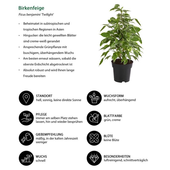 Birkenfeigen-Set - Ficus benjamini, 3-teilig | Dehner