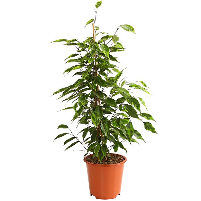 Birkenfeige - Ficus benjamina 'Forever', | Dehner