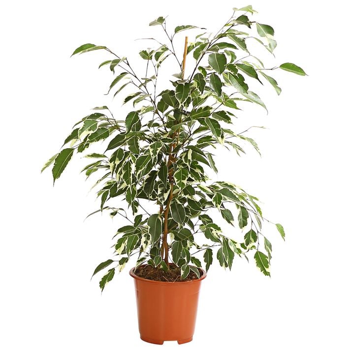 Birkenfeige - Ficus benjamina 'Forever', | Dehner