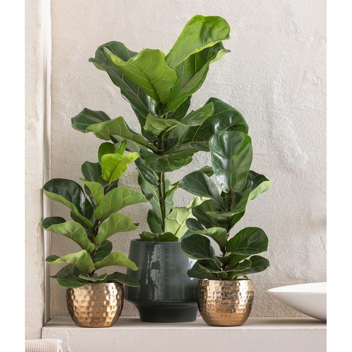 Geigenfeige - Ficus lyrata | Dehner