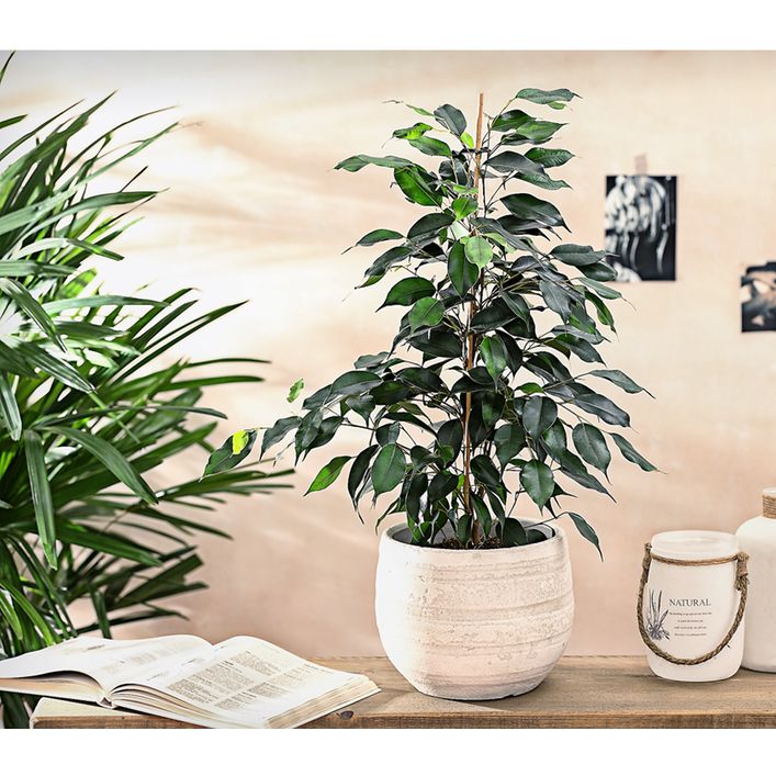 Birkenfeige - Ficus benjamini 'Danielle' | Dehner