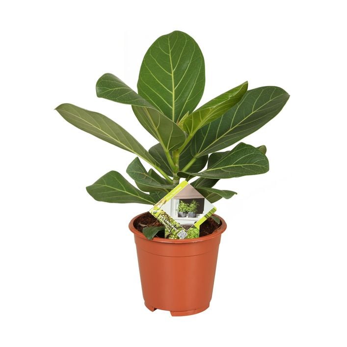 zimmerpflanzen discounter Tropische Zimmerpflanzen-Kollektion (x4) - Chamaedorea elegans, Arum  syngonium, Musa, Coffea arabica main image 1
