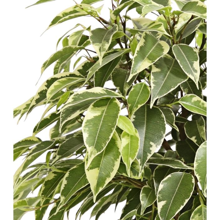 Birkenfeige - Ficus benjamina 'Kinky', | Dehner