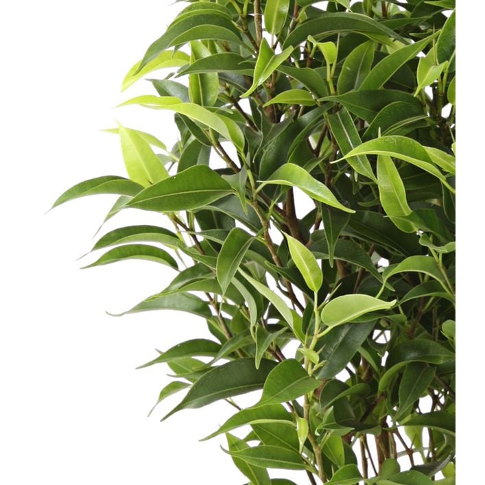 Birkenfeige - Ficus benjamina 'Kinky', | Dehner