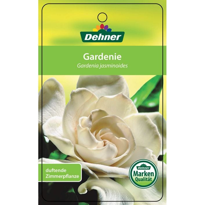Gardenie - Gardenia jasminoides, creme | Dehner