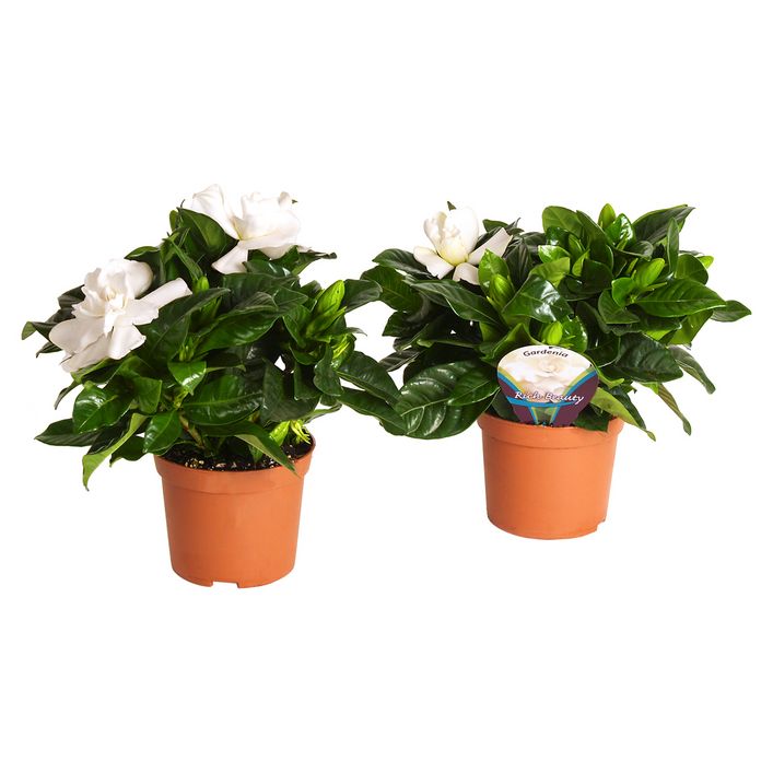 sonnenblumenkerne als saatgut Bio Sonnenblume Verzweigt Samen kaufen ➤ Samenfest