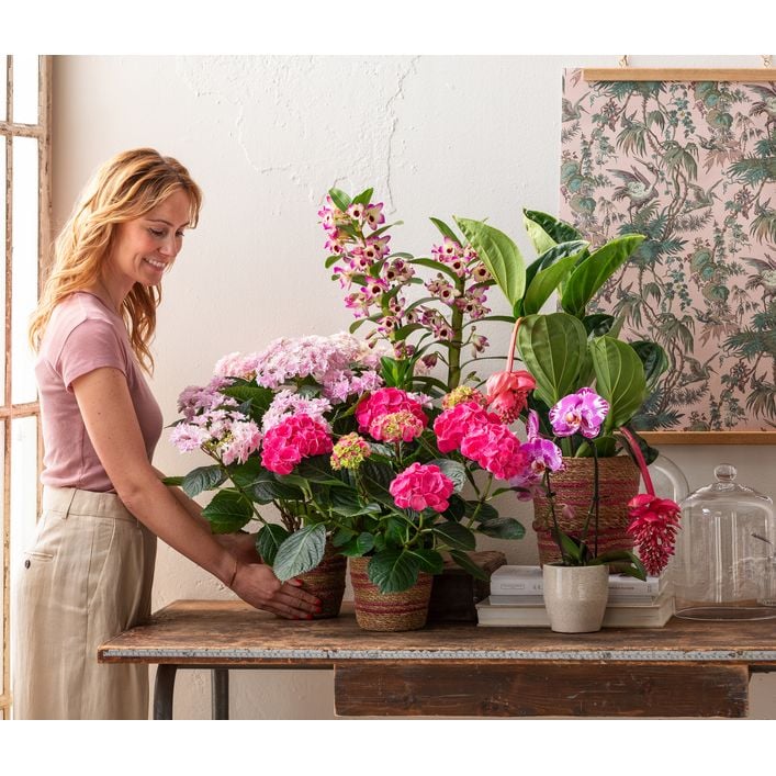 Medinille - Medinilla magnifica 'Flamenco' | Dehner