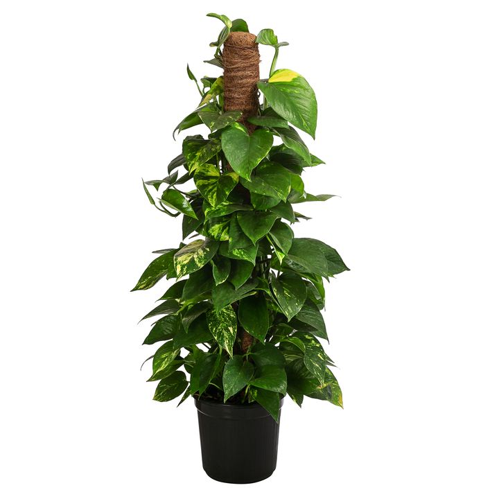 Efeutute - Epipremnum aureum 'Torro' am | Dehner