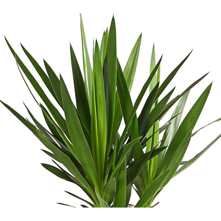 Yucca-Palme - Yucca elephantipes 'Maya-Tree' | Dehner