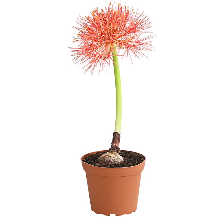 magnolie zimmerpflanze Michelia Magnolia (Magnolie) kaufen | Michelle