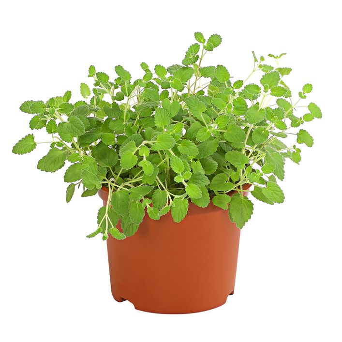 Dehner Lieblinge Katzenminze - Nepeta cataria | Dehner