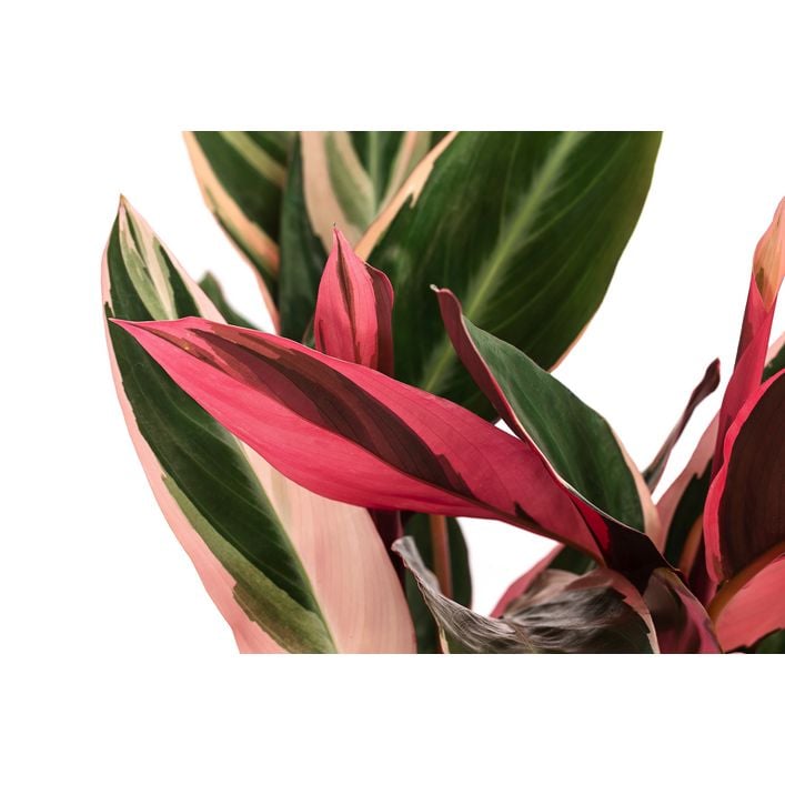 Korbmarante - Strohmanthe sanguinea 'Triostar' | Dehner