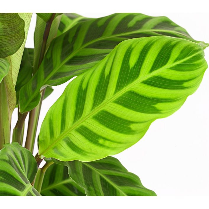 Korbmarante - Calathea zebrina | Dehner