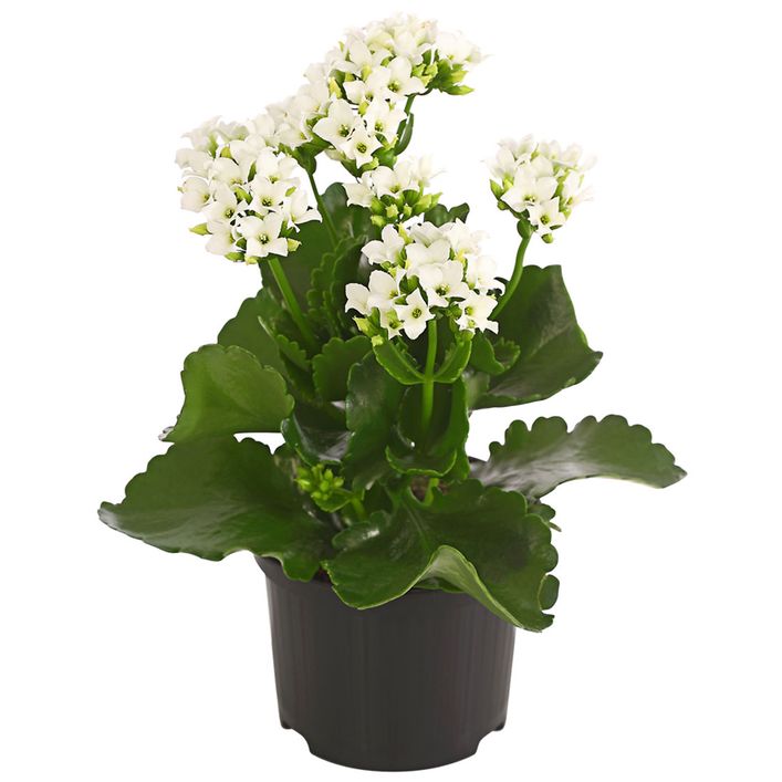 Flammendes Kthchen - Kalanchoe blossfeldiana | Dehner