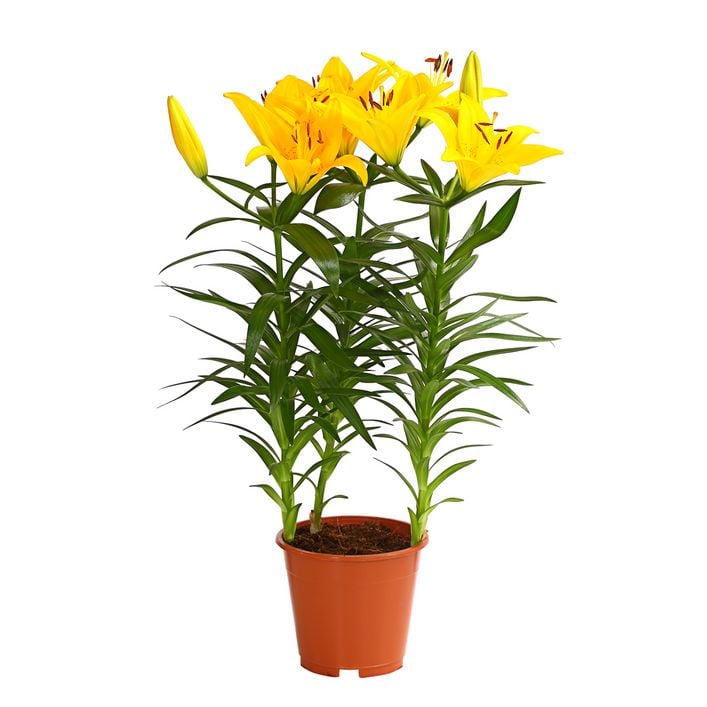 scindapsus moonlight variegata Scindapsus Moonlight Treubii Albo Variegated – Greenroom Planter main image 1