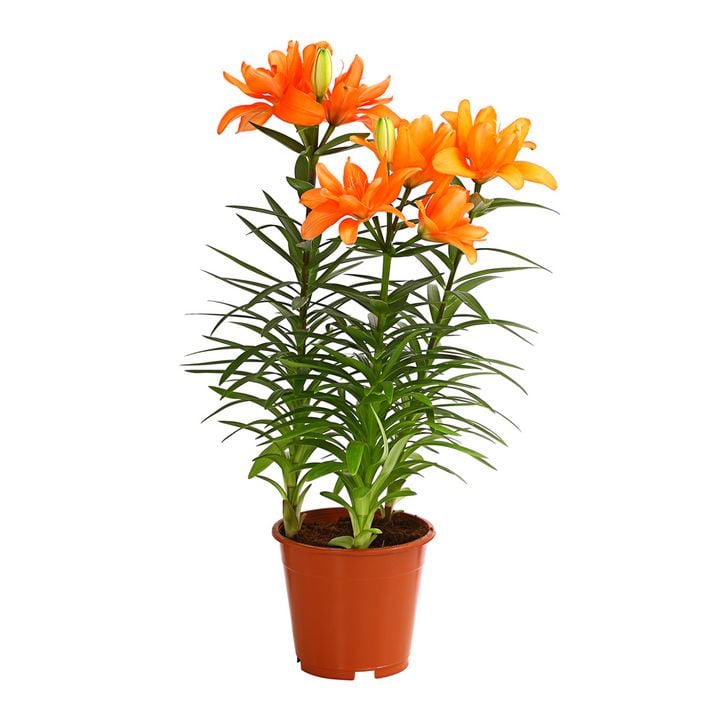 Lilie - Lilium-Hybriden, verschiedene Farben | Dehner