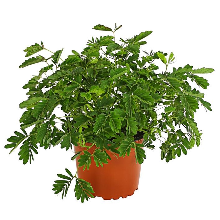 lavendel als zimmerpflanze halten Lavendel 