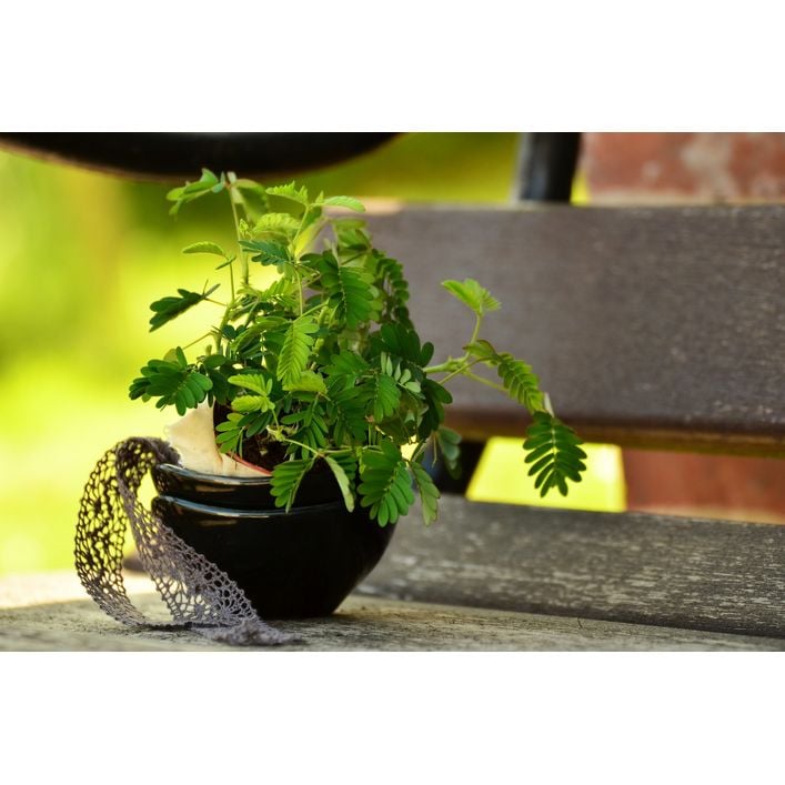 Sinnpflanze - Mimosa pudica | Dehner