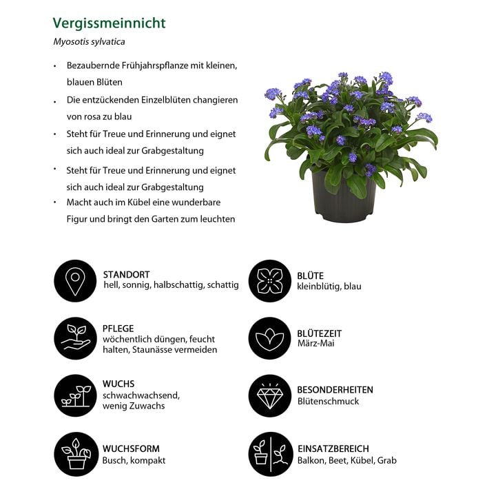 Vergissmeinnicht | Dehner