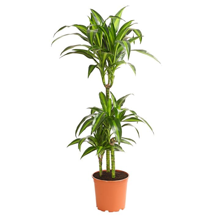 Drachenbaum - Dracaena fragrans 'Hawaiian | Dehner