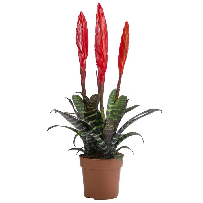 Vriesea - Vriesea cultivars 'Era' | Dehner