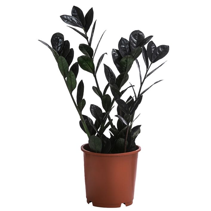 fargesia scabrida asian wonder Fargesia scabrida 'Asian Wonder'