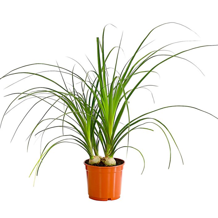 glückskastanie kaufen Pachira aquatica main image 0