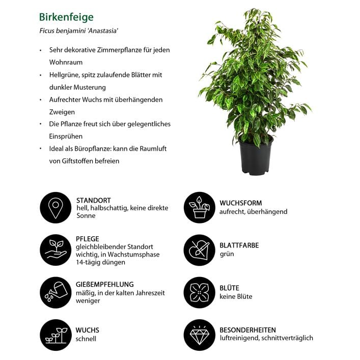 Birkenfeigen-Set - Ficus benjamini, 3-teilig | Dehner