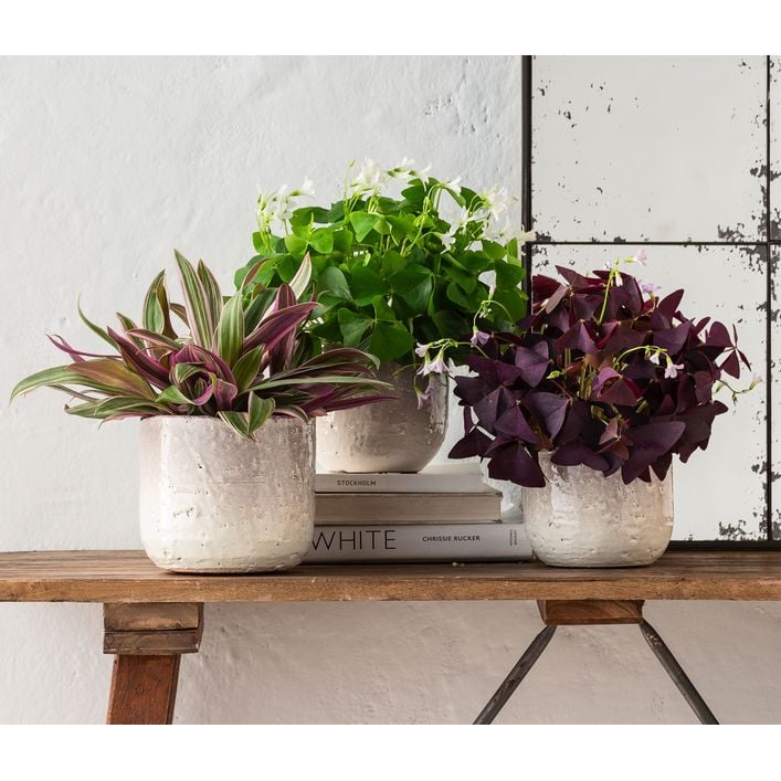 Dreieckiger Glcksklee - Oxalis triangularis | Dehner