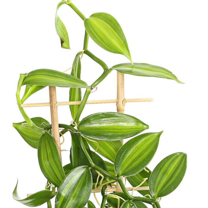 Vanille-Orchidee - Vanilla planifolia | Dehner