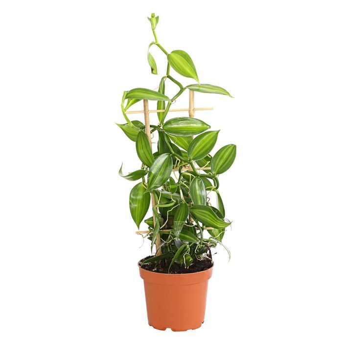 Vanille-Orchidee - Vanilla planifolia | Dehner