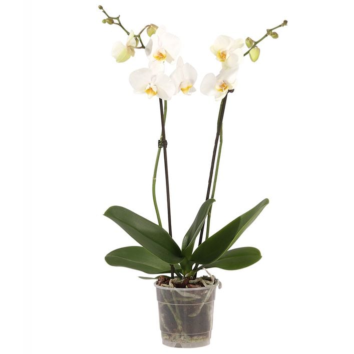 Austria product data sample: Schmetterlingsorchidee - Phalaenopsis cultivars, zweitriebig