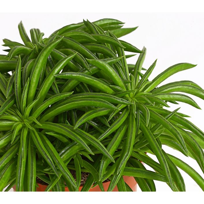 hoya tsangii variegata Buy Hoya Tsangii Variegated main image 0