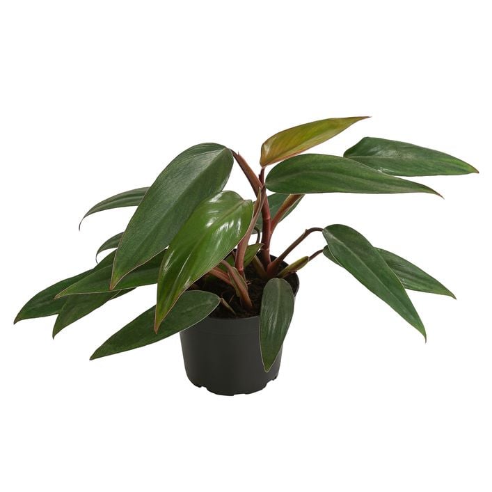 Baumfreund - Philodendron erubescens 'Ruby' | Dehner