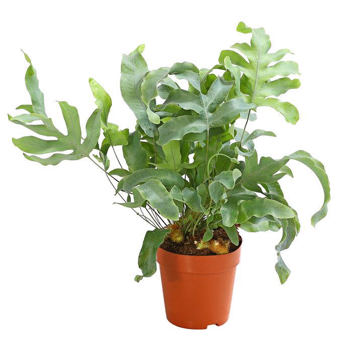 Goldtpfelfarn - Phlebodium aureum 'Blue | Dehner