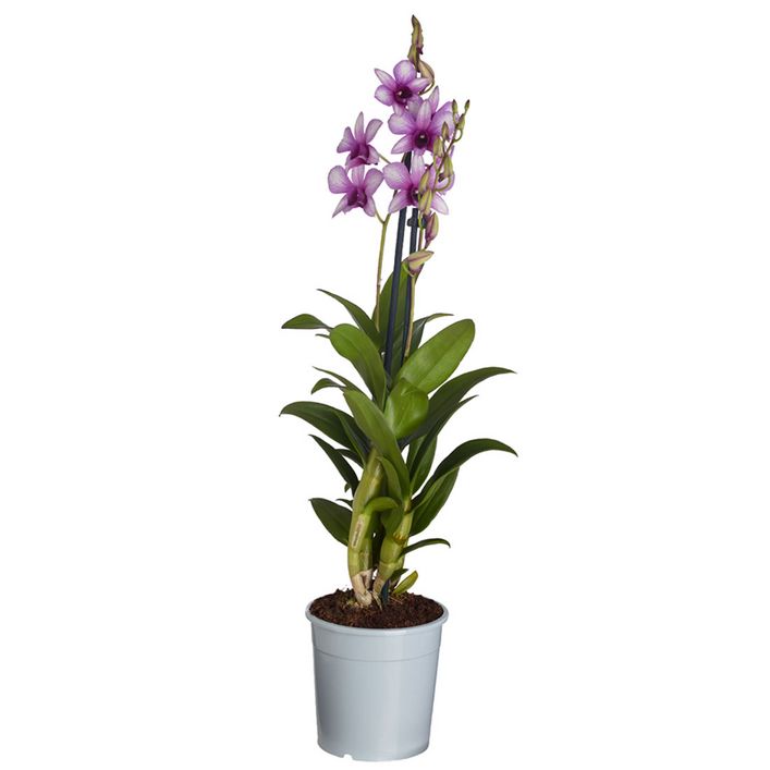 Dehner Traubenorchidee – üppige Pinke Blüten, Ca. 40-50 Cm Hoch, Im 12 Cm Topf