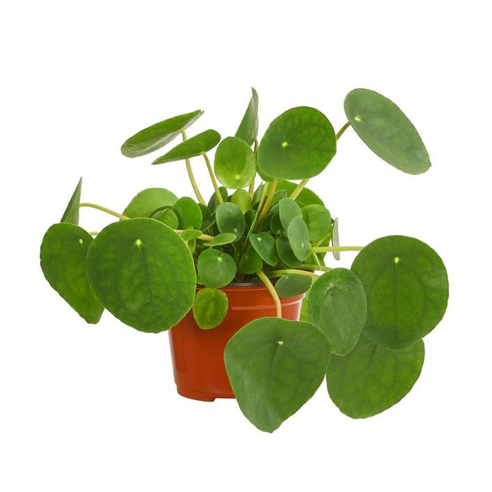 Glckstaler - Pilea peperomioides | Dehner