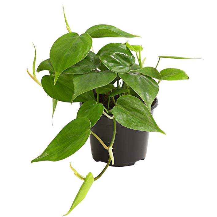 Baumfreund - Philodendron scandens | Dehner