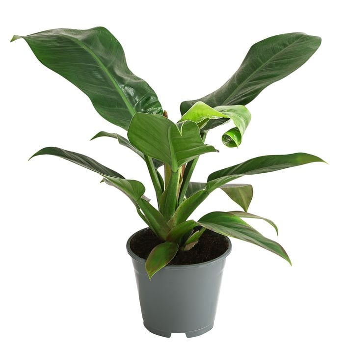 Baumfreund - Philodendron, verschiedene Sorten | Dehner