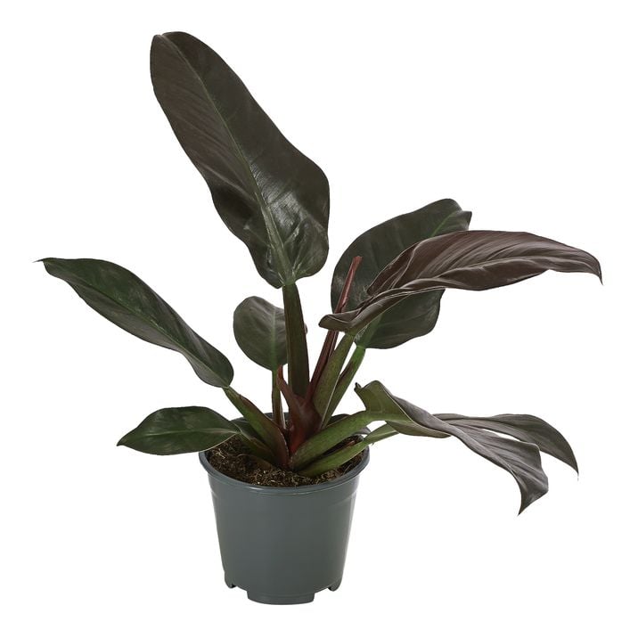 Baumfreund - Philodendron, verschiedene Sorten | Dehner