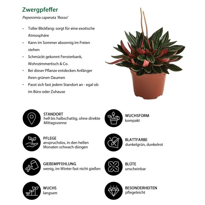 Peperomien-Set - Peperomia cultivars, 3-teilig | Dehner