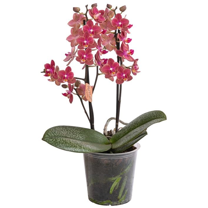 Ebherys Handstickerei Phalaenopsis – Gerahmt, Chinesisches Dekor, 10x10 Cm, Für Wand & Tisch