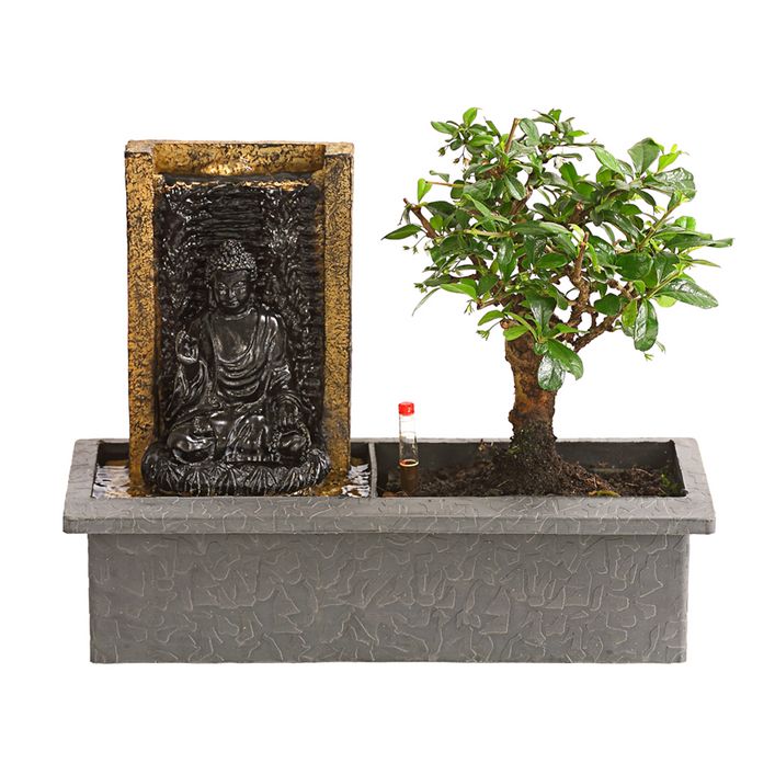 Bonsai, mit Brunnen | Dehner