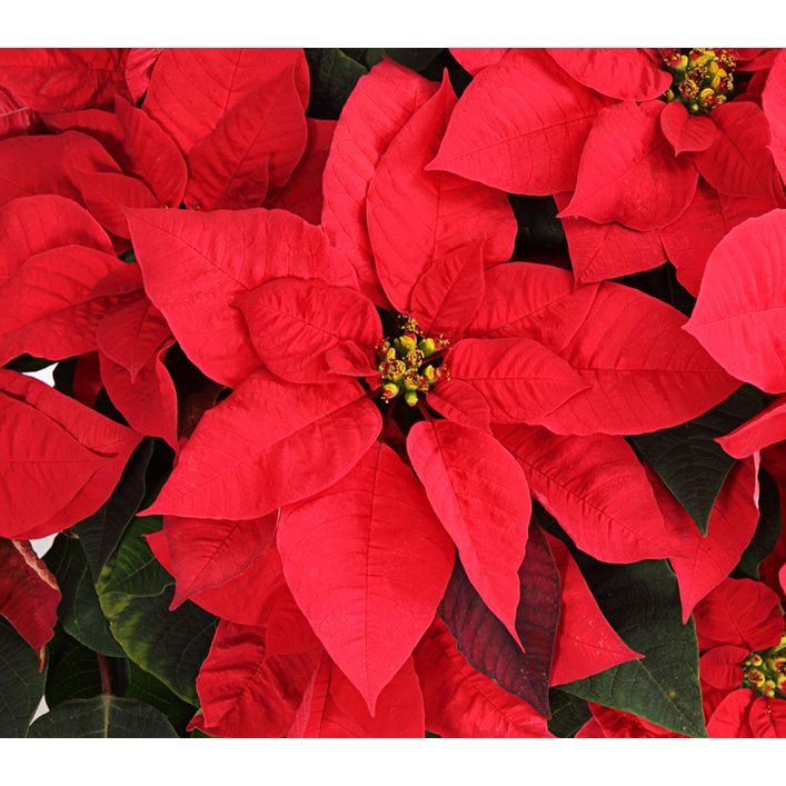 Weihnachtsstern - Euphorbia pulcherrima, Busch | Dehner